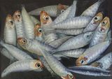 Les petites sardines